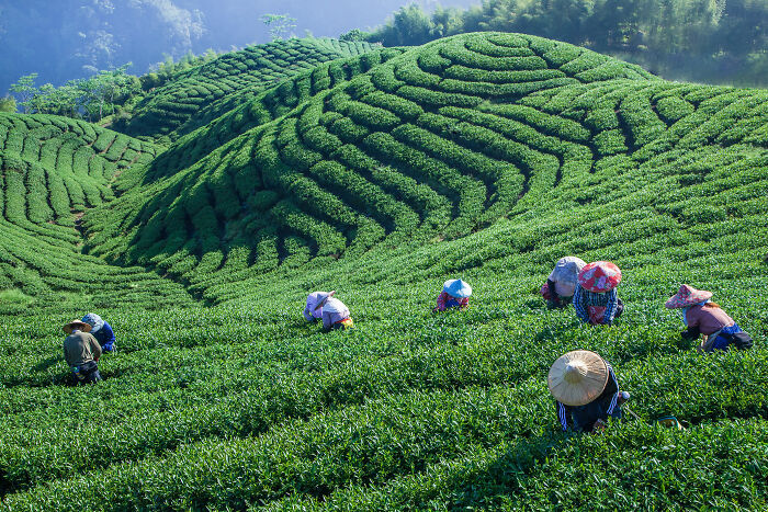 “Early Morning Tea Picking” By Yao-Yuan Shang