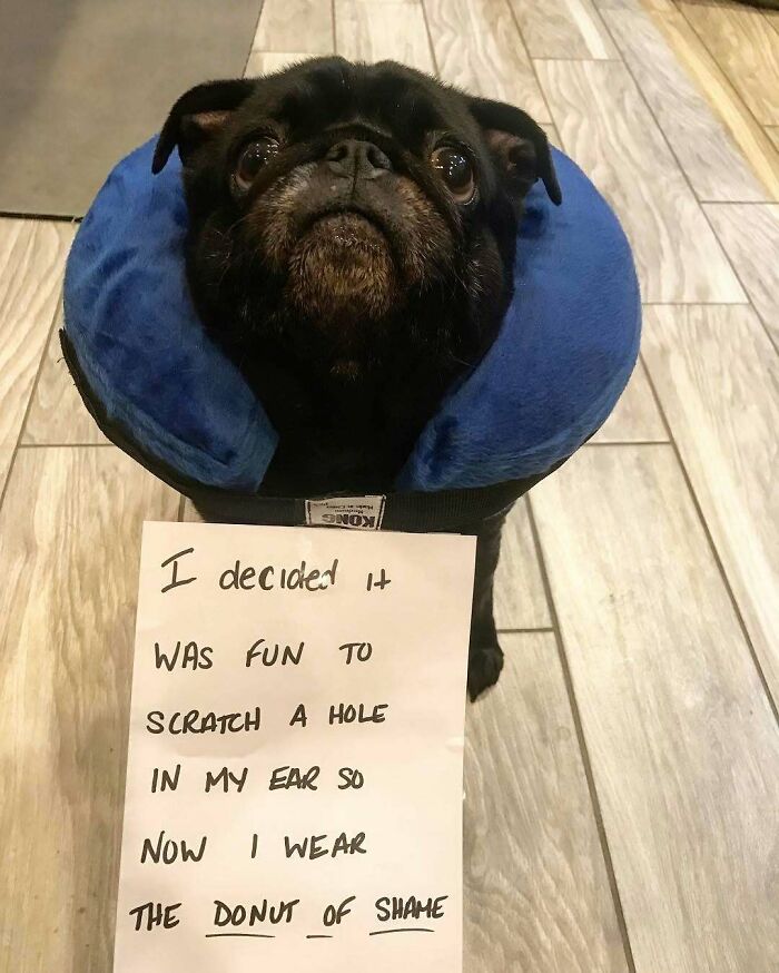 Black pug wearing a blue inflatable collar with a sign about scratching its ear in funny pet behavior.
