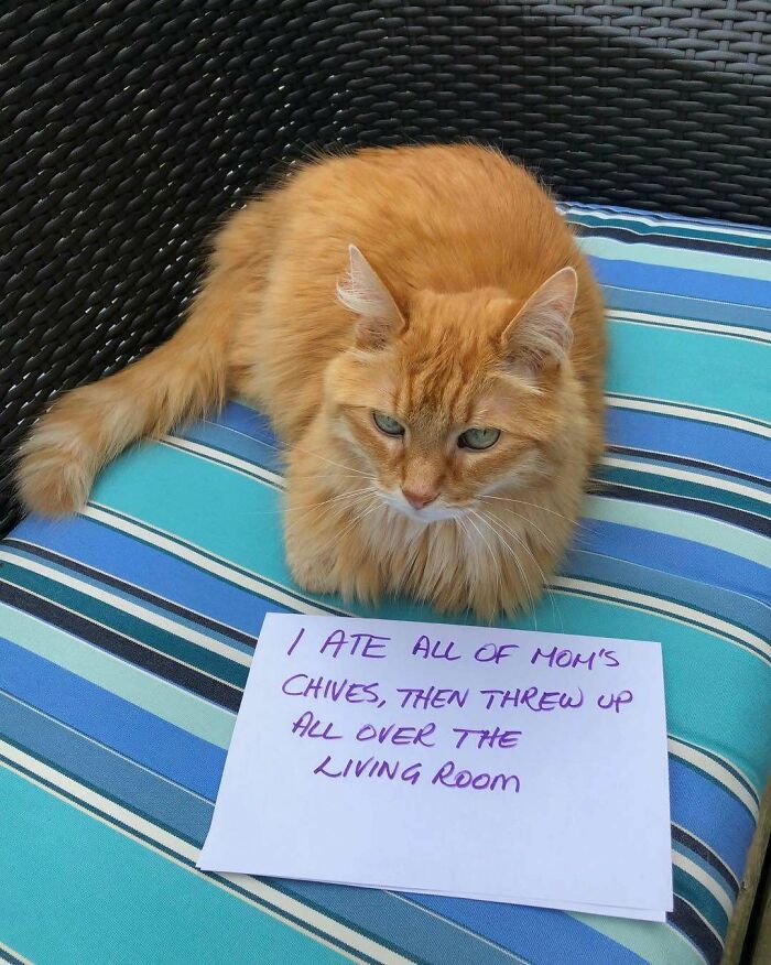 Orange cat sitting on a striped outdoor cushion with a sign showing pet behavior in hilarious rent-free pets pics.