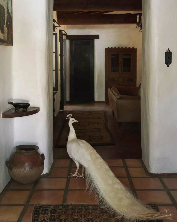 White peacock walking through bold and beautiful interiors featuring rustic pottery and dark wooden furniture.