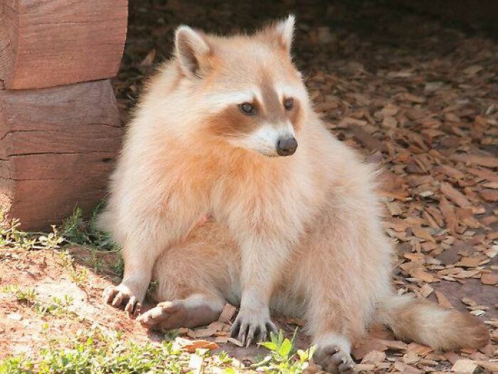 This Is A Cinnamon Raccoon. This Coloration Is Typically Due To A Genetic Condition Called Leucism, Which Reduces Pigmentation