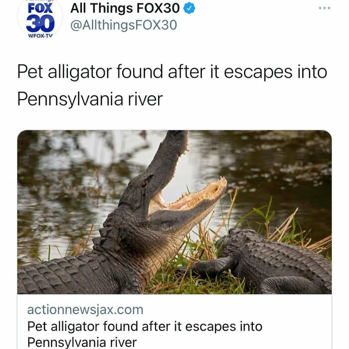 Pet alligator found in Pennsylvania river, featured in unhinged news headlines that highlight bizarre events in America.