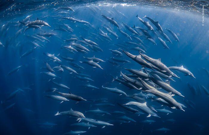 A large school of dolphins swimming underwater in a stunning wildlife photographer of the year image.