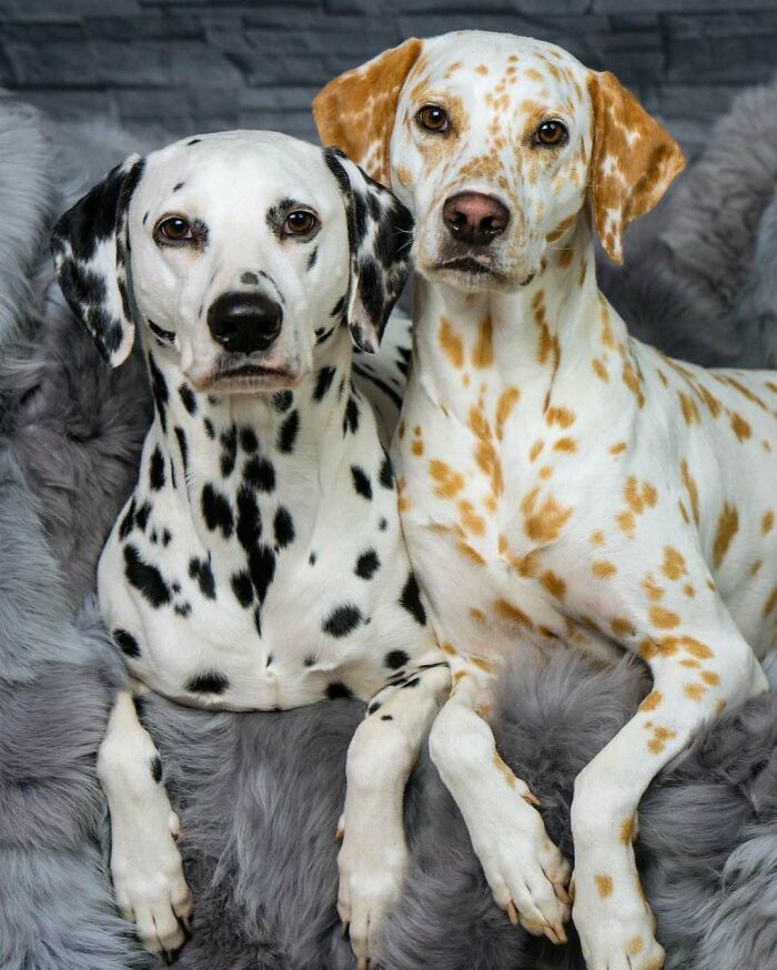 Lemon Dalmatian