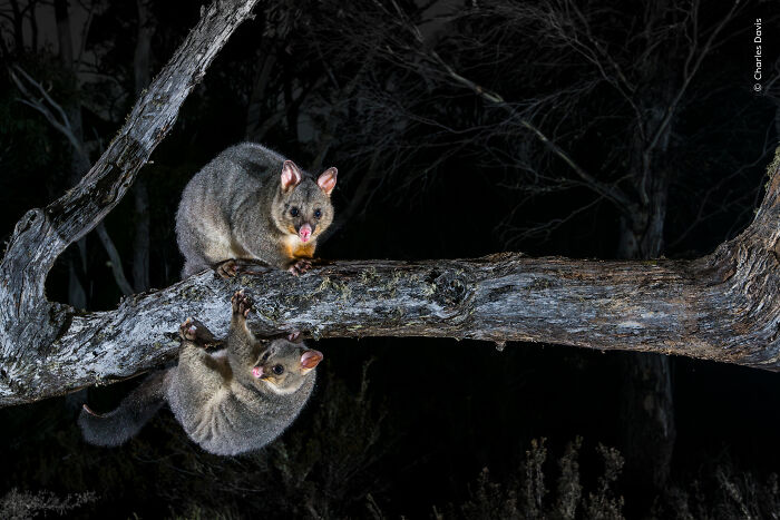 Two possums on a tree branch at night, captured in a top wildlife photographer of the year’s people’s choice award image.