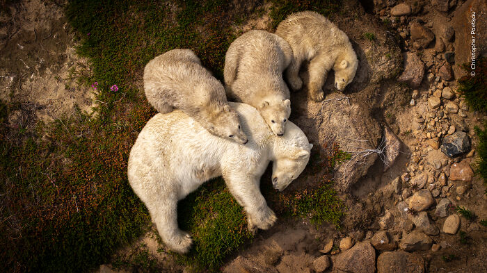 Family of polar bears resting on rocky and mossy terrain in a stunning wildlife photographer of the year image.