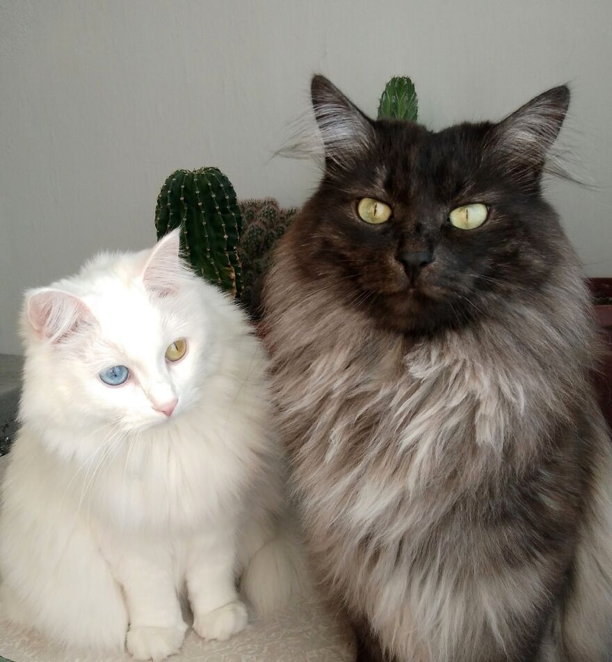 Cross Stitch: What I Created Over The Last Few Weeks Instead Of One Big Project