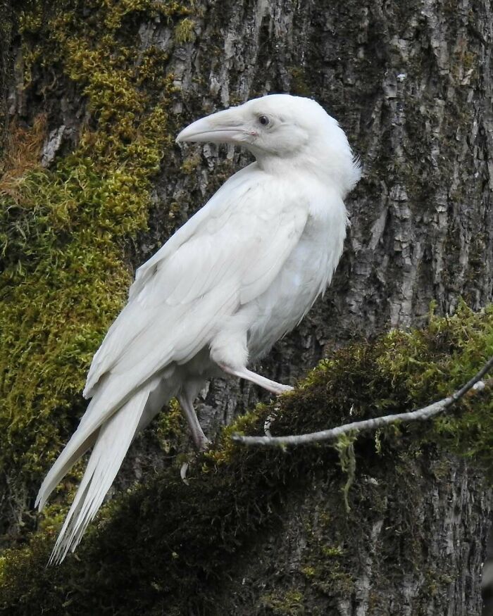 This Raven’s Striking Pale Plumage Is The Result Of The Genetic Mutations Leucism Or Albinism