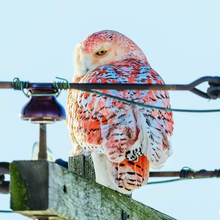 Rare Orange Snowy Owl