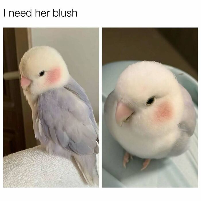 Two close-up photos of a small bird with soft blush-like pink cheeks, showcasing cute and wholesome moments.