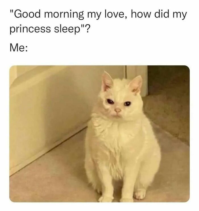 White cat with a grumpy expression on the floor, featured in cute and wholesome posts shared by a dedicated page for girlies.