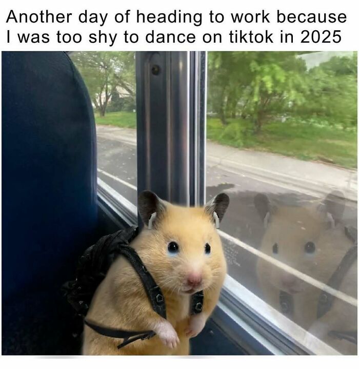 Cute hamster with a small backpack looking out the window, representing cute and wholesome posts shared for girlies.