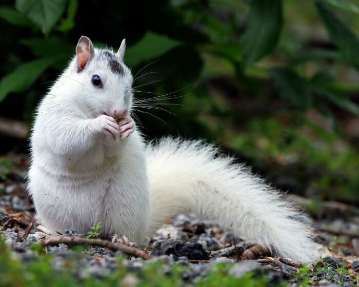I Was Very Fortunate To Spot This White Eastern Gray Squirrel In Highlands North Carolina