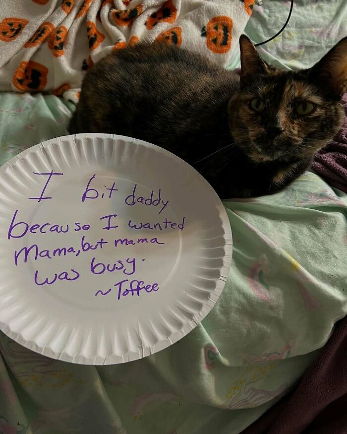 Tortoiseshell cat lying on bed next to a paper plate with a funny message about pets living rent-free.