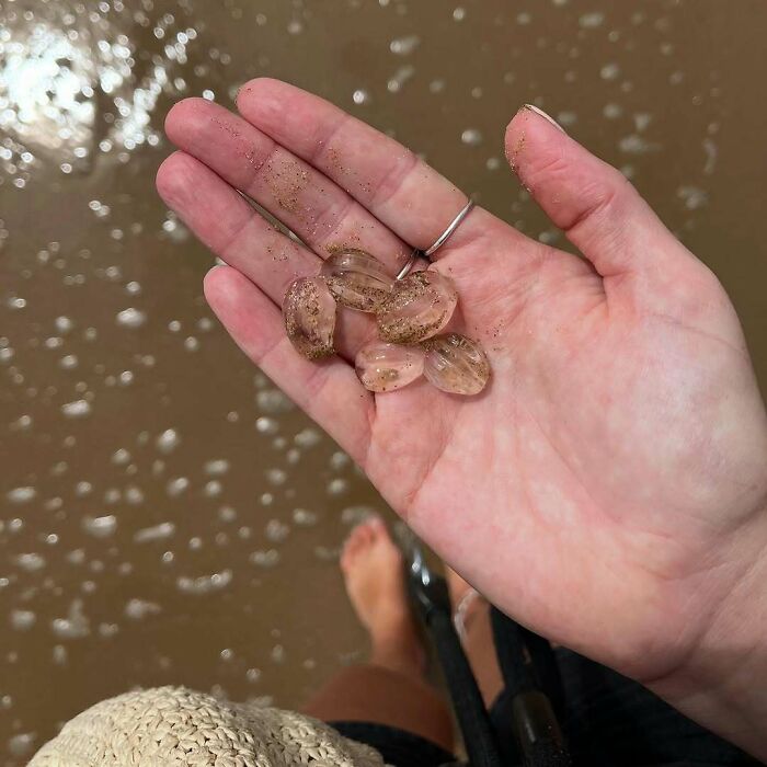 Hand holding small transparent jellyfish with sand on a beach, showcasing unexpected ocean photos of marine life.
