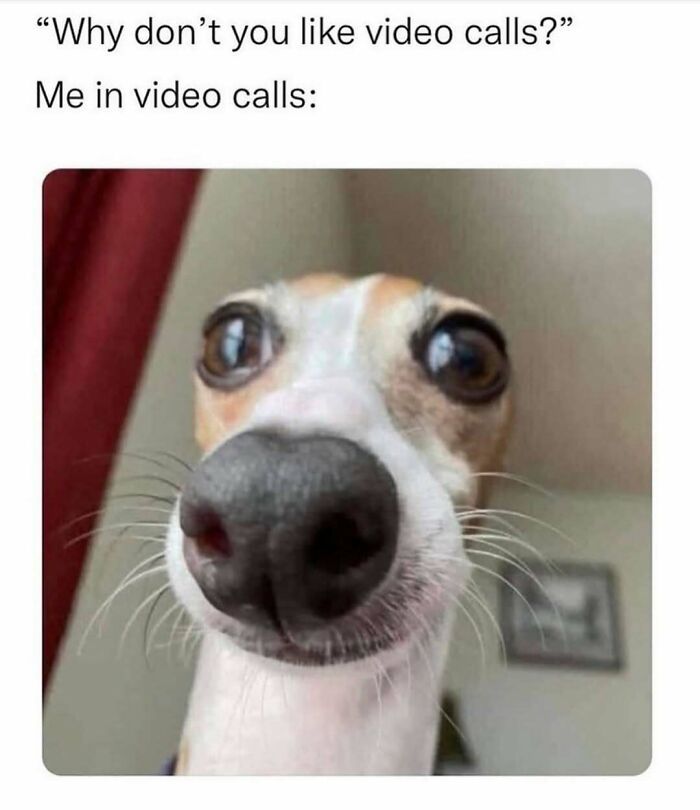Close-up of a dog with a large nose and wide eyes, humorously illustrating awkwardness in video calls for cute and wholesome posts.