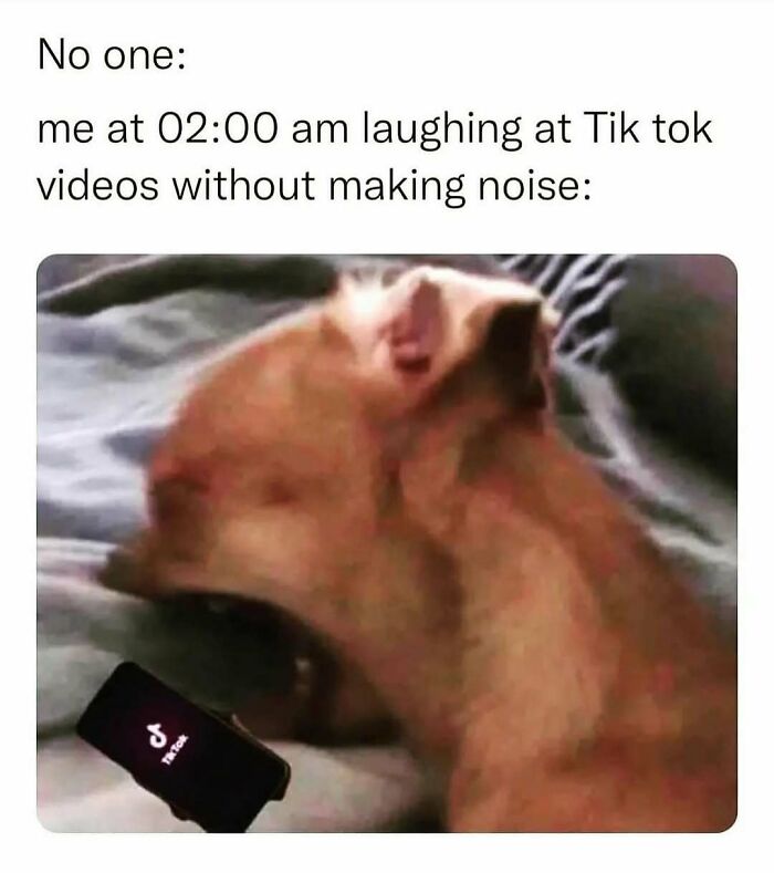 Cute dog laughing silently at TikTok videos on phone, capturing a wholesome moment for girlies at 2:00 am.