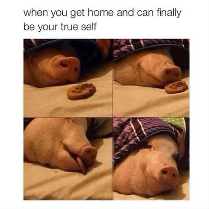 Pig lying on bed, cozy and relaxed, illustrating cute and wholesome moments shared by a dedicated page for girlies.