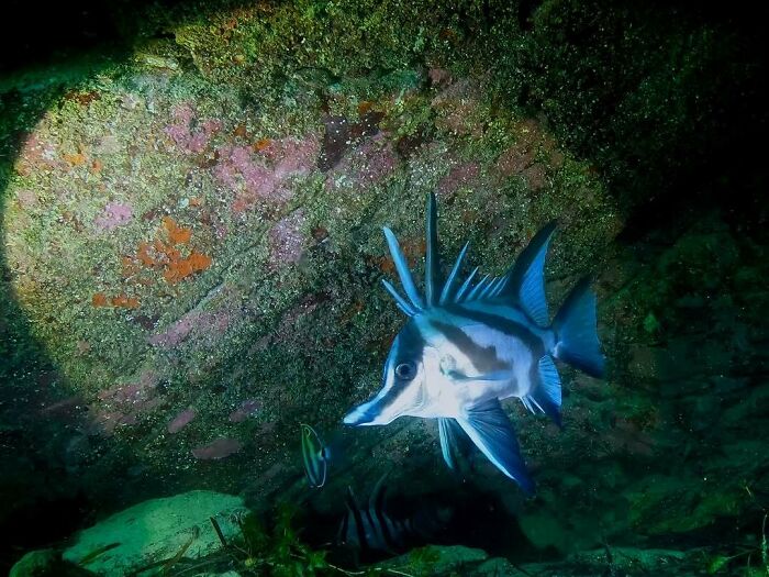 Unexpected ocean photo of a rare spiky fish illuminated near a colorful rock formation underwater at night.
