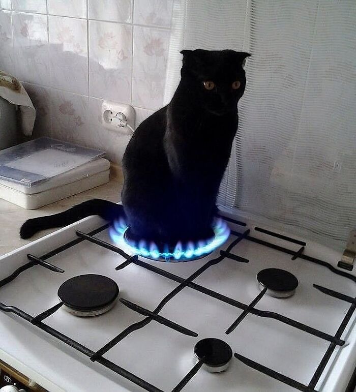 Black cat sitting on a gas stove burner with blue flames, showcasing a weirdly hilarious moment to improve your feed and mood.