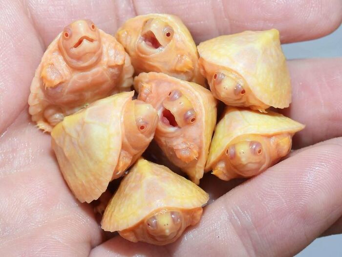 Do You See Fortune Cookies, Raviolis, Or Something Else? These Are Actually Albino Razorback Musk Turtle Babies