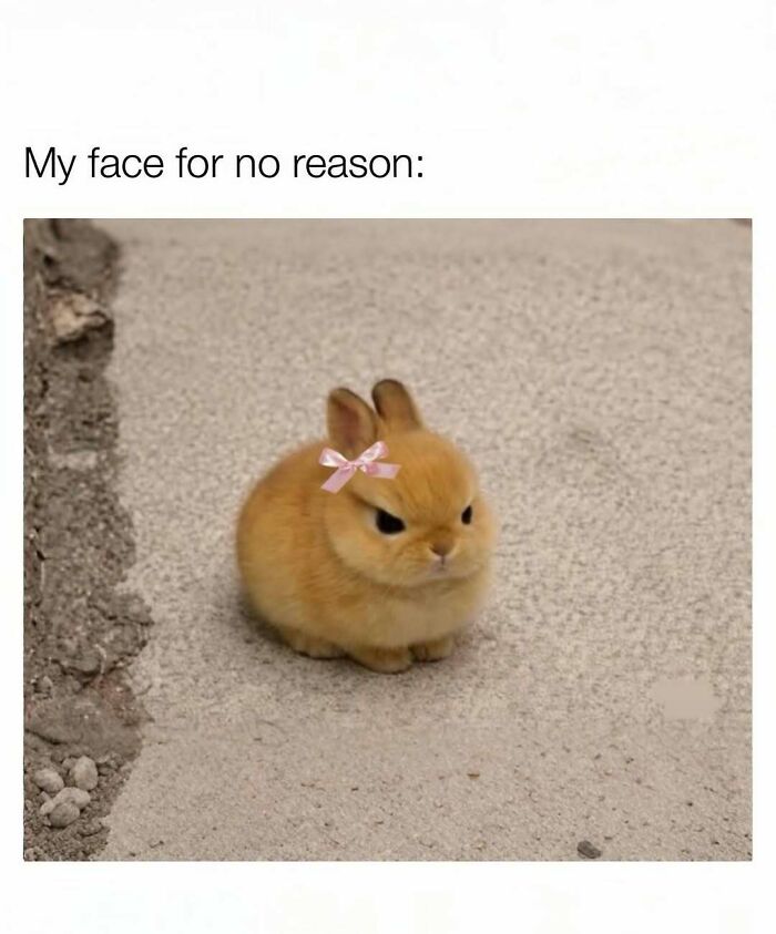 Adorable brown bunny with a pink bow displaying a cute and wholesome expression on a paved surface for girlies.