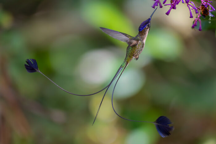 Hummingbird with elongated tail feathers feeding on purple flowers in a vibrant wildlife photographer of the year image.