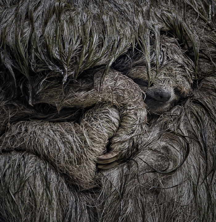 Close-up of a wet sloth with matted fur, showcasing intricate textures in a wildlife photographer’s award-winning image.