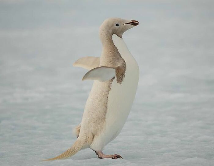 Adelie Penguin With Isabellinism, A Genetic Mutation That Dilutes The Pigment In Feathers