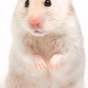 mckynleyblasi avatar