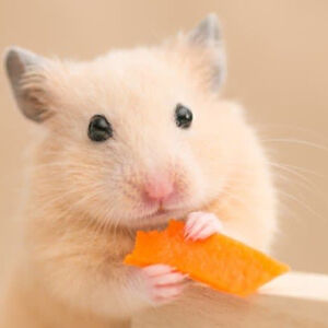 mckynleyblasi avatar