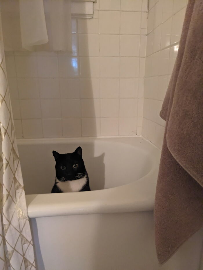It's Just Lenni Boi Sittin' In The Tub🐾