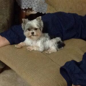 carmandavis1963 avatar