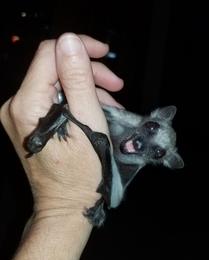 These Adorable And Incredible Bat Photos From Bat World Sanctuary Will Change The Way You See Bats (38 Pics)
