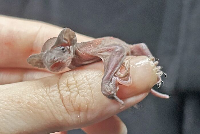 These Adorable And Incredible Bat Photos From Bat World Sanctuary Will Change The Way You See Bats (38 Pics)