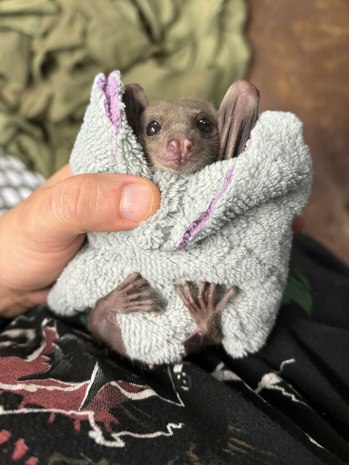 These Adorable And Incredible Bat Photos From Bat World Sanctuary Will Change The Way You See Bats (38 Pics)