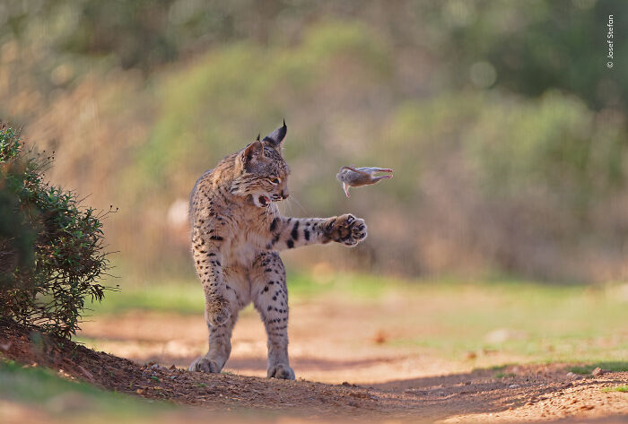 Lynx reaching out to a small bird in a natural setting, captured in a stunning wildlife photographer of the year image.
