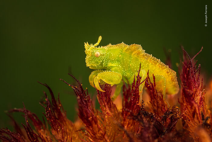Close-up of a vibrant green insect on red moss captured in a top wildlife photographer of the year’s people’s choice award image