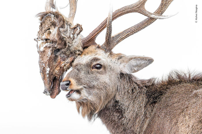 Close-up of a deer with antlers holding animal remains, featured in wildlife photographer of the year people’s choice award images.
