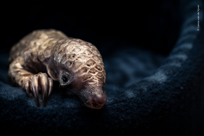 Close-up of a rare pangolin resting on dark fabric, one of the best images from wildlife photographer of the year contest.