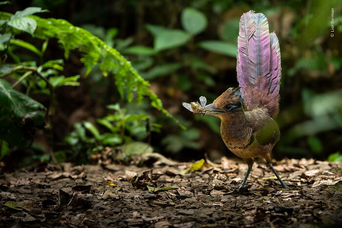 Colorful bird with iridescent feathers holding an insect in its beak, captured in Wildlife Photographer of the Year images.