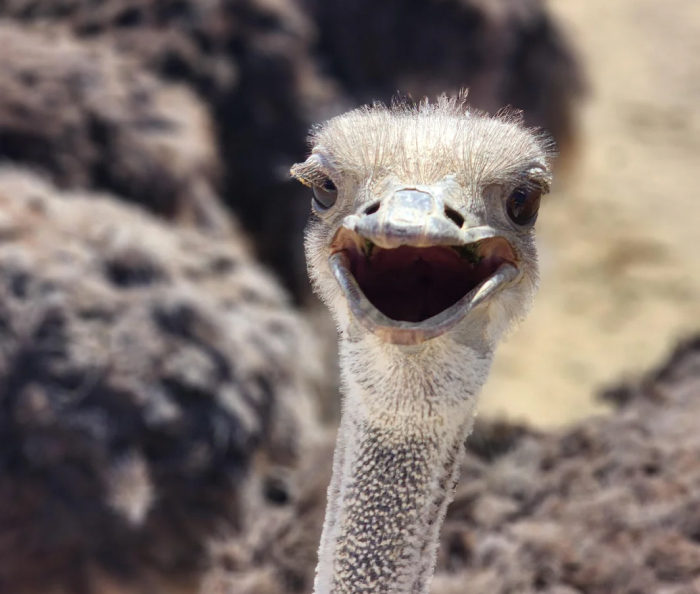 Close-up of an ostrich with beak open, one of the animal species featured in sleep science research.