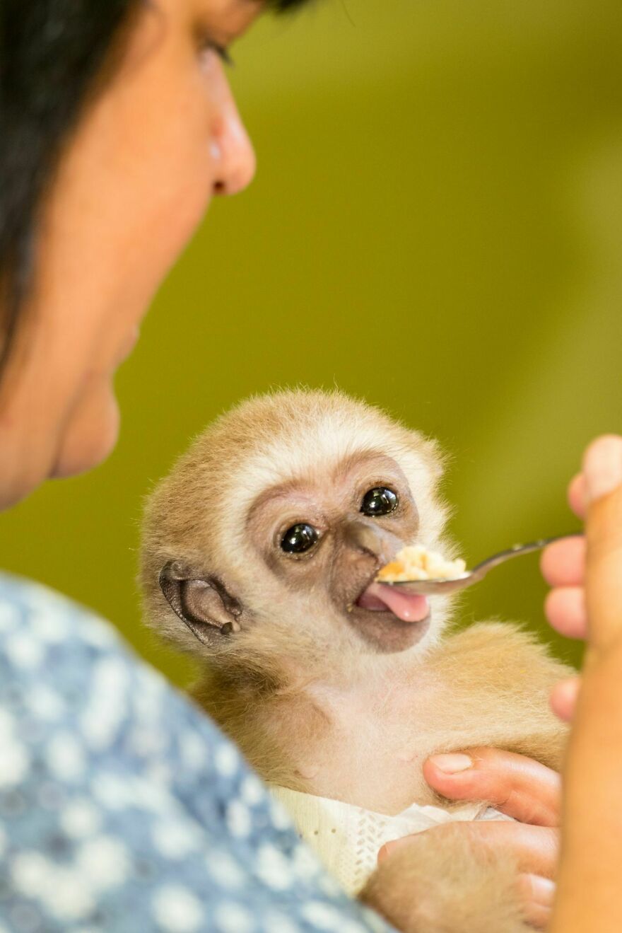The World Melts Over Punch, The Rescued Baby Monkey From Japan. But In Macedonia, We&rsquo;ve Been Living This Story For Years.