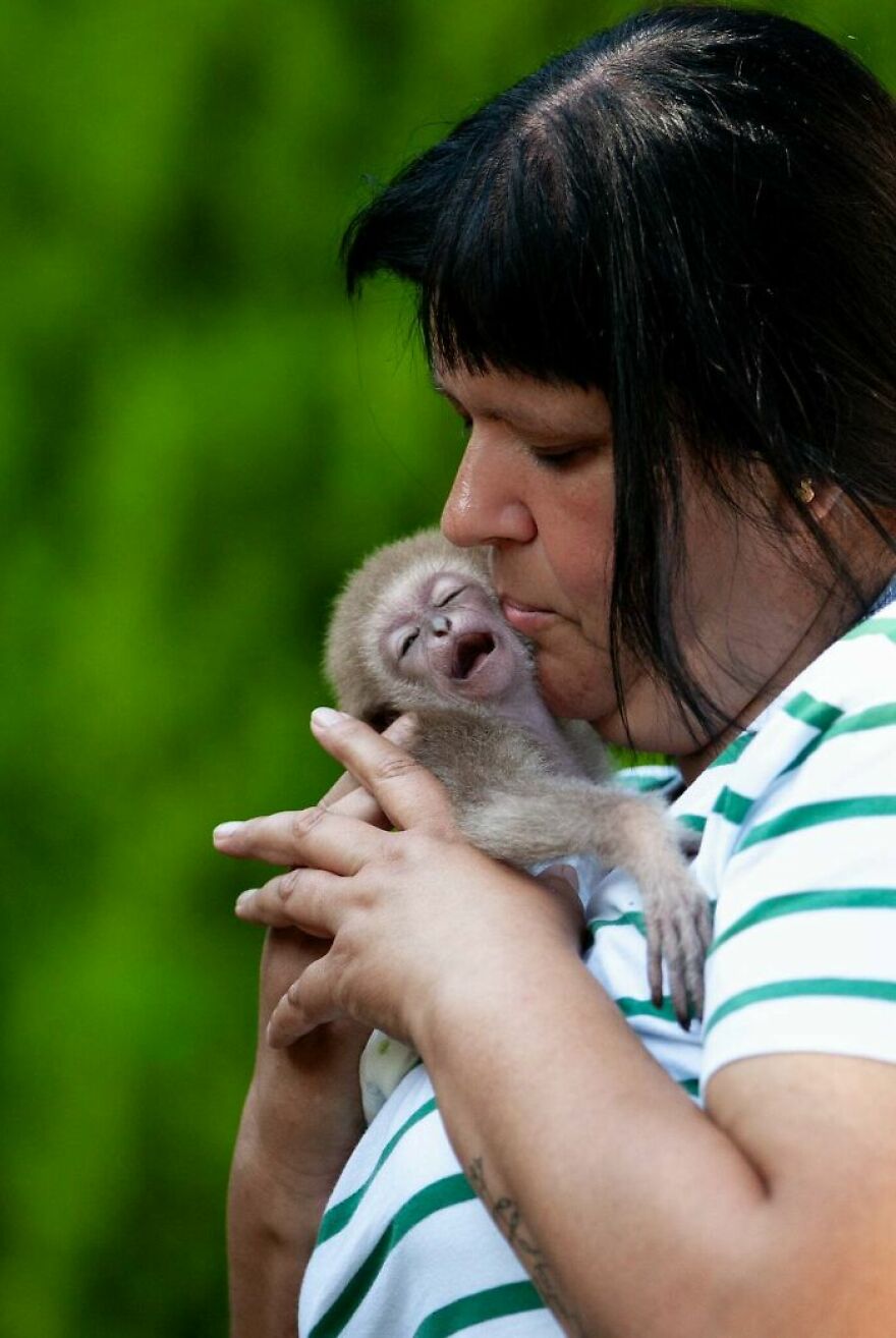 The World Melts Over Punch, The Rescued Baby Monkey From Japan. But In Macedonia, We&rsquo;ve Been Living This Story For Years.