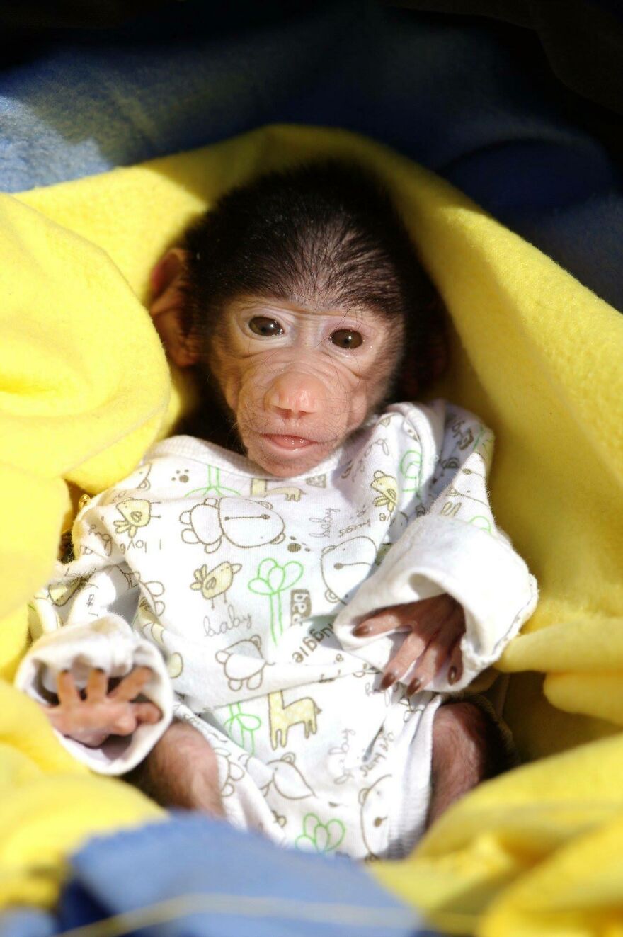 The World Melts Over Punch, The Rescued Baby Monkey From Japan. But In Macedonia, We&rsquo;ve Been Living This Story For Years.