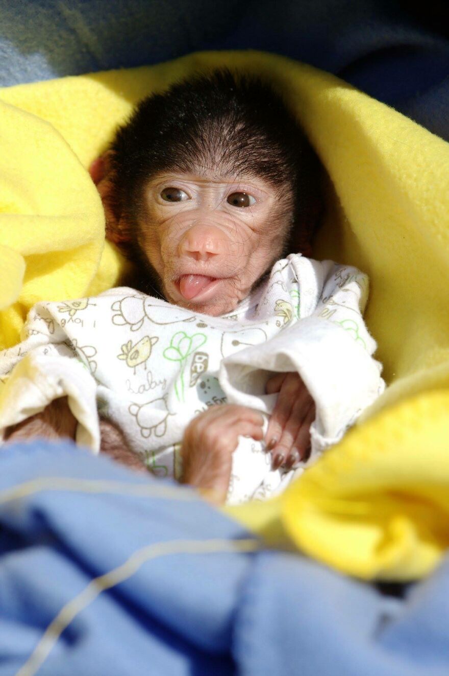 The World Melts Over Punch, The Rescued Baby Monkey From Japan. But In Macedonia, We&rsquo;ve Been Living This Story For Years.