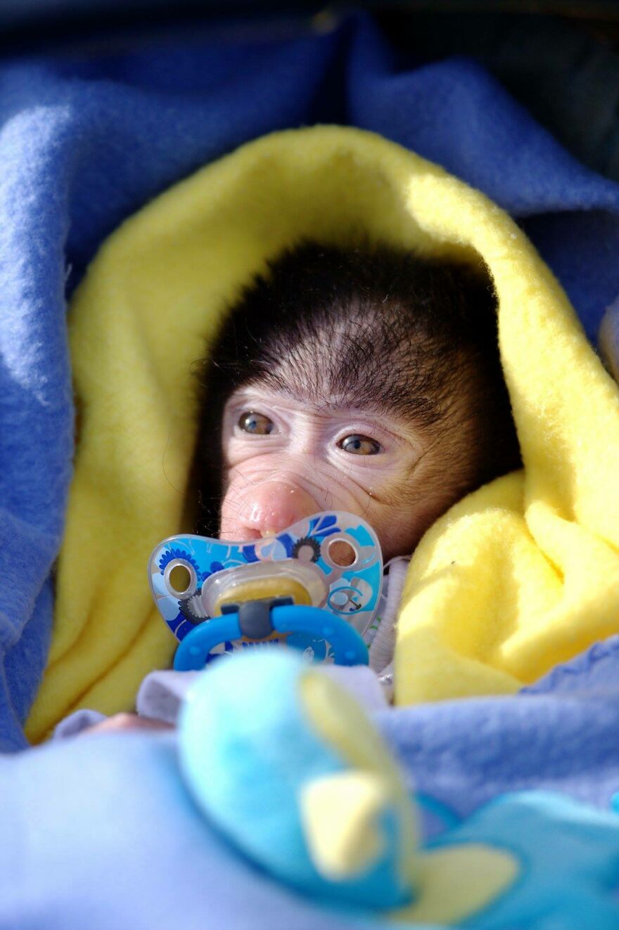 The World Melts Over Punch, The Rescued Baby Monkey From Japan. But In Macedonia, We&rsquo;ve Been Living This Story For Years.