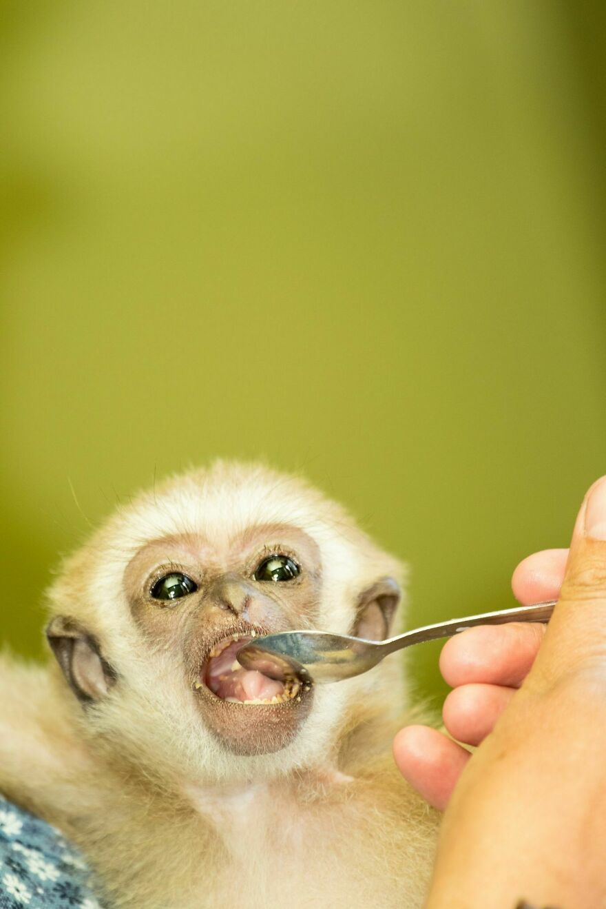 The World Melts Over Punch, The Rescued Baby Monkey From Japan. But In Macedonia, We&rsquo;ve Been Living This Story For Years.