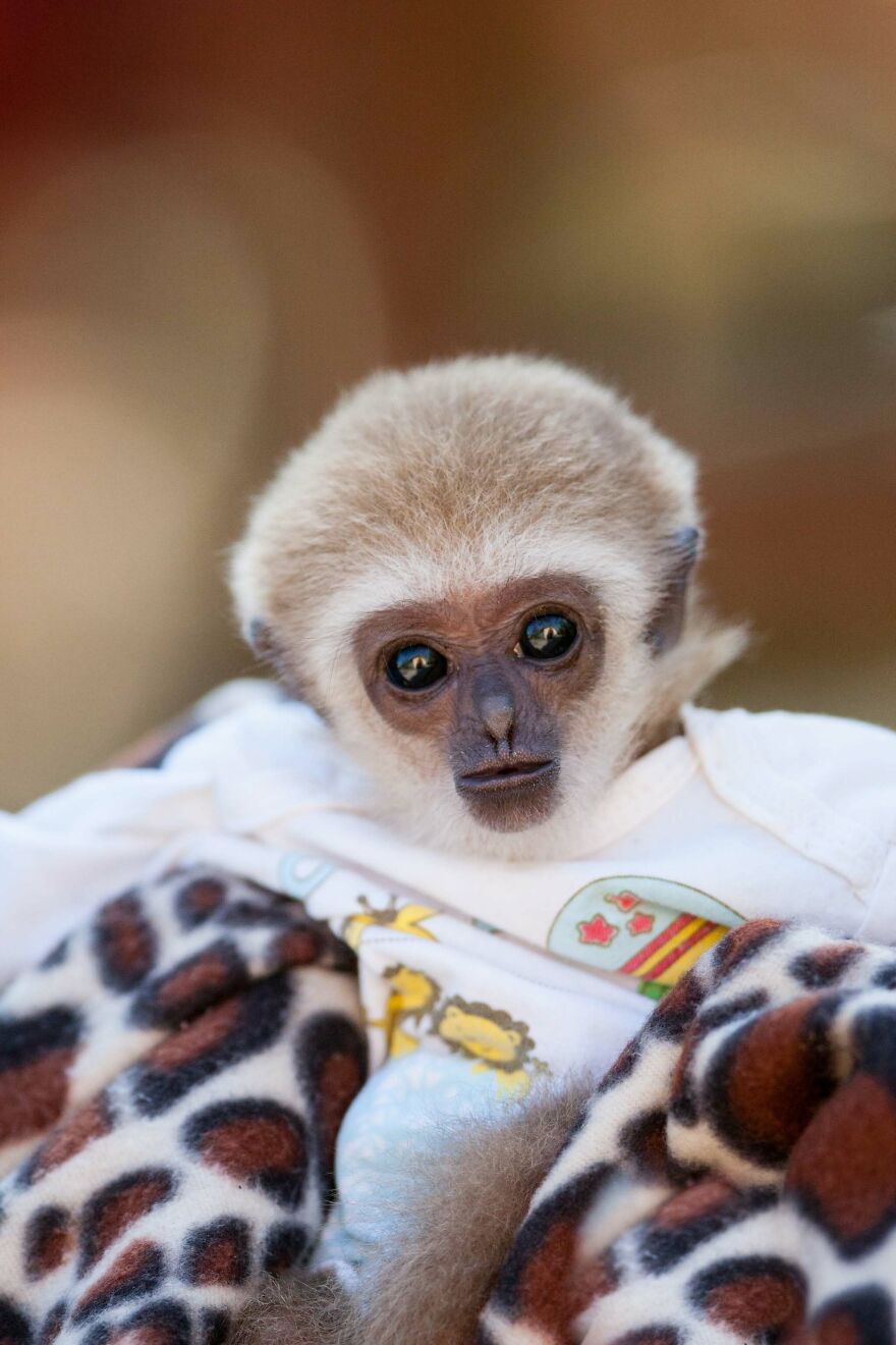 The World Melts Over Punch, The Rescued Baby Monkey From Japan. But In Macedonia, We&rsquo;ve Been Living This Story For Years.