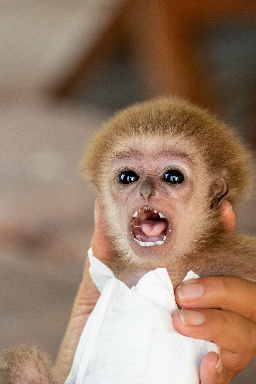 The World Melts Over Punch, The Rescued Baby Monkey From Japan. But In Macedonia, We&rsquo;ve Been Living This Story For Years.
